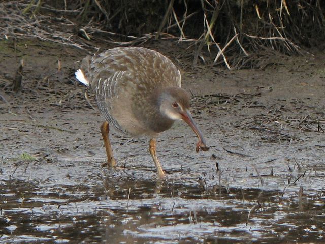 Clapper Rail